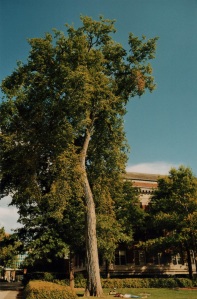University of Minnesota Campus