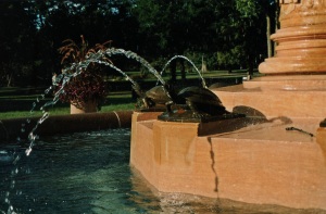 Turtles spitting water