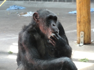 Madison Zoo Chimp