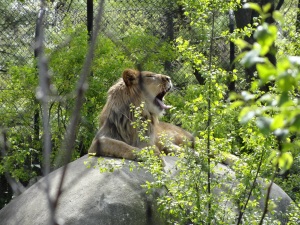 Madison Zoo Lion
