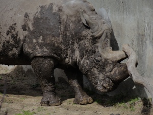 Madison Zoo Rhino